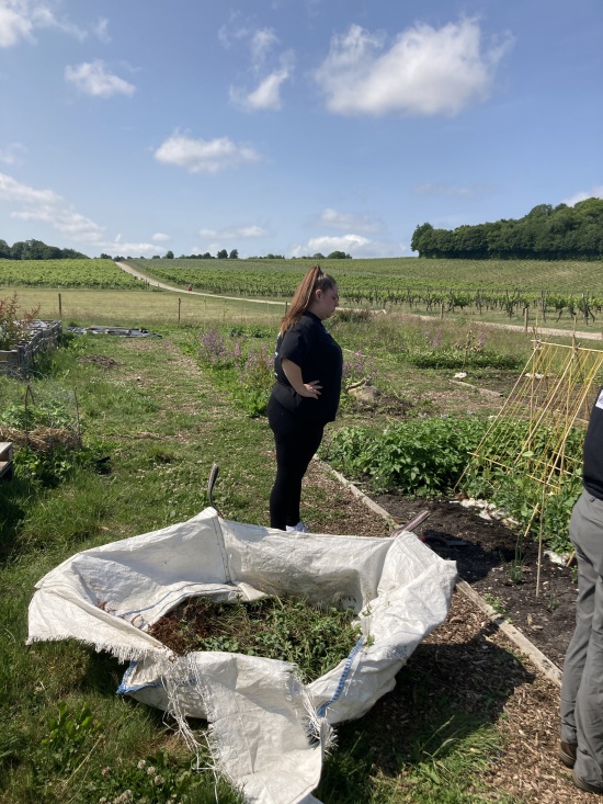 Volunteering at Denbies